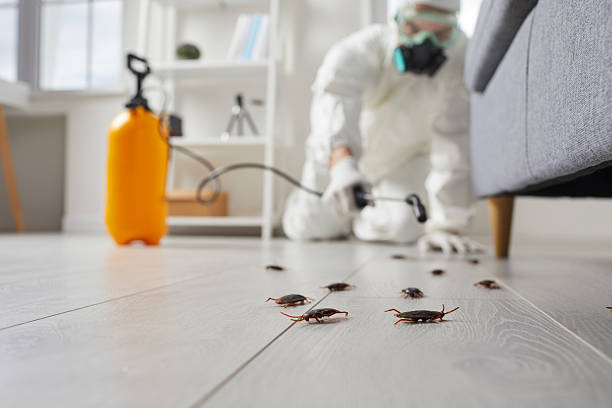 Commercial Rodent Management in Dillingham